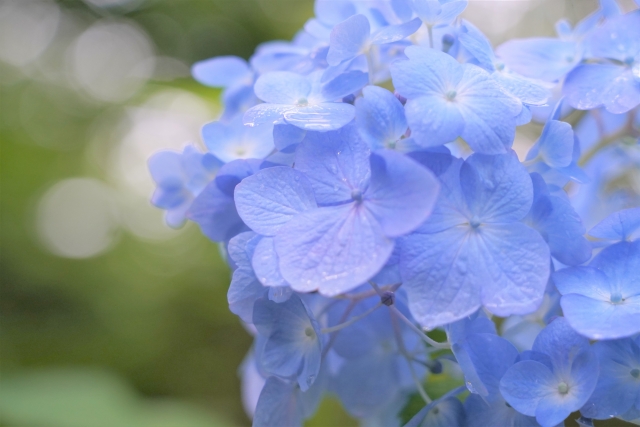 アジサイ　紫陽花