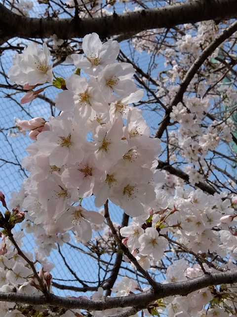 桜